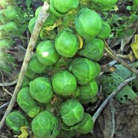 Choux de Bruxelles Groninger (Brassica oleracea var....