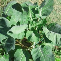 Choux de Bruxelles Groninger (Brassica oleracea var. gemmifera) semences