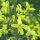 Choux de Bruxelles Groninger (Brassica oleracea var. gemmifera) semences