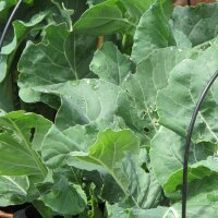 Brocoli Calabrese (Brassica oleracea) bio semences