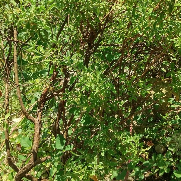 Feuilles De Ciste Sauvage (Cistus Incanus) - Récolte 2025 - Bio - Crète, Grèce