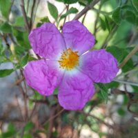 Ciste de Crète (Cistus incanus ssp. tauricus) graines