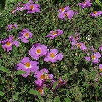 Ciste de Crète (Cistus incanus ssp. tauricus) graines