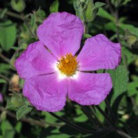 Ciste de Crète (Cistus incanus ssp. tauricus) graines