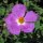 Ciste de Crète (Cistus incanus ssp. tauricus) graines