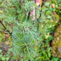 Aurone / Citronnelle (Artemisia abrotanum) graines