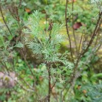 Aurone / Citronnelle (Artemisia abrotanum) graines