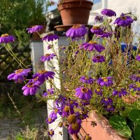 Pâquerette bleue (Brachyscome iberidifolia) graines