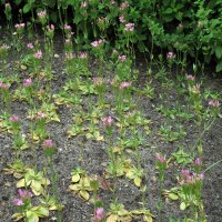 Centaurée (Centaurium erythraea) - Bio semences