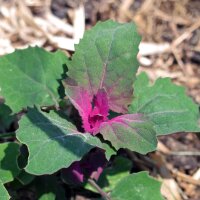 Epinard-en-arbre  Magenta Spreen (Chenopodium giganteum)...