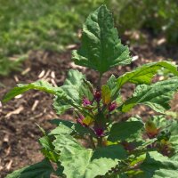 Epinard-en-arbre  Magenta Spreen (Chenopodium giganteum)...