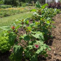 Epinard-en-arbre  Magenta Spreen (Chenopodium giganteum) Bio semences