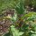 Epinard-en-arbre  Magenta Spreen (Chenopodium giganteum) Bio semences