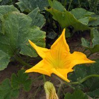 Courge Longue de Naples (Cucurbita moschata) Bio semences