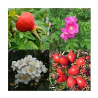 Roses sauvages parfumées – Kit de graines
