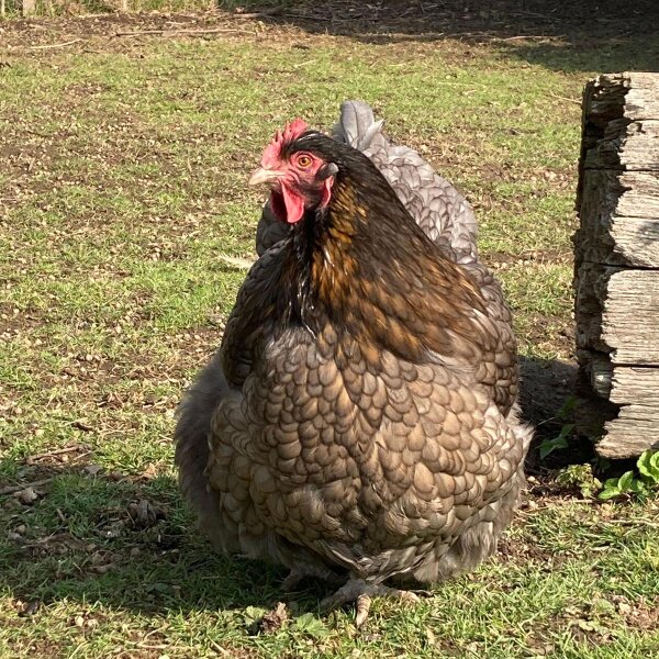 Mélange pour enclos de poules (bio) - env.30 g de graines suffisent pour 10 m²