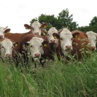 Mélange de plantes aromatiques pour prairie (bio)...