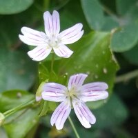 Claytone de Sibérie (Montia sibirica) graines