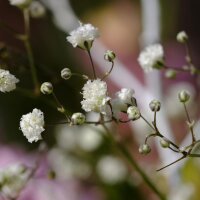 Gypsophile paniculée (Gypsophila paniculata) graines