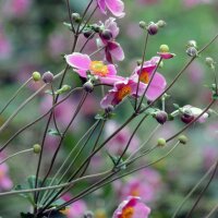 Lanémone du Japon (Anemone hupehensis var....