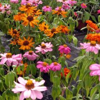 Zinnia ` Mélange de fleurs de dahlia  (Zinnia...