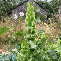 Molucelle (Moluccella laevis) graines