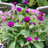 Amarantine globuleuse (Gomphrena globosa) graines