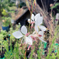 Gaura de Lindheimer (Gaura lindheimeri) graines