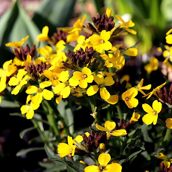 Giroflée jaune (Erysimum cheiri) graines