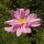Cosmos rose  Pink (Cosmos bipinnatus) graines