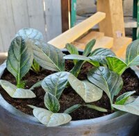 Mandragore de Turkménistan (Mandragora turcomanica)