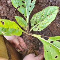 Mandragore de Turkménistan (Mandragora turcomanica)