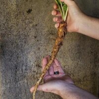 Mandragore de Turkménistan (Mandragora turcomanica)