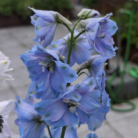 Dauphinelle Magic Fountains-Sky Blue, White Bee...