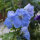 Dauphinelle Magic Fountains-Sky Blue, White Bee (Delphinium cultorum) graines