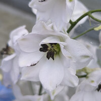 Dauphinelle Magic Fountains-White, Dark Bee (Delphinium cultorum) graines