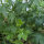 Dauphinelle Magic Fountains-White, Dark Bee (Delphinium cultorum) graines