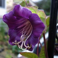 Cobée grimpante (Cobaea scandens) graines