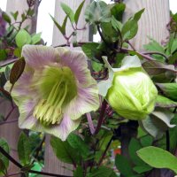 Cobée grimpante (Cobaea scandens) graines