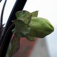Cobée grimpante (Cobaea scandens) graines