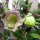 Cobée grimpante (Cobaea scandens) graines