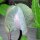 Cobée grimpante (Cobaea scandens) graines