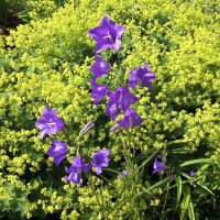 Campanule à feuilles de pêcher Caerulea (Campanula persicifolia) graines