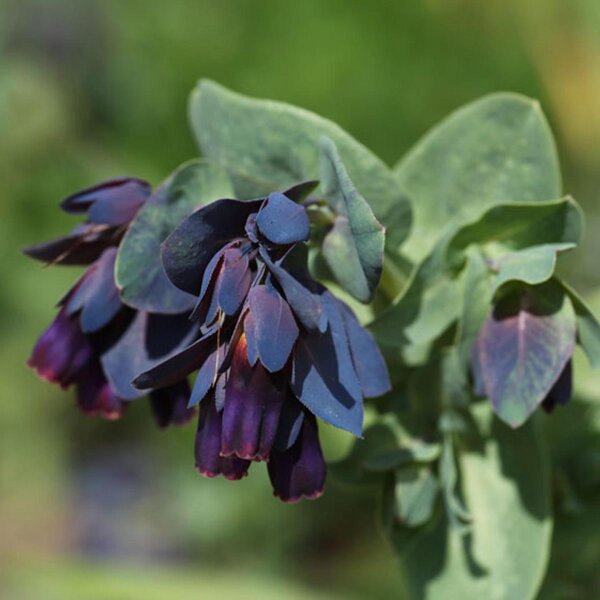 Mélinet Purpurascens (Cerinthe major) graines