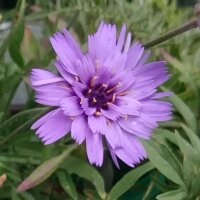 Catananche à fleurs bleues (Catananche caerulea)...