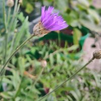 Catananche à fleurs bleues (Catananche caerulea)...