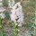Le liatride à épis ou Plume du Kansas (Liatris spicata) graines