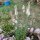 Le liatride à épis ou Plume du Kansas (Liatris spicata) graines
