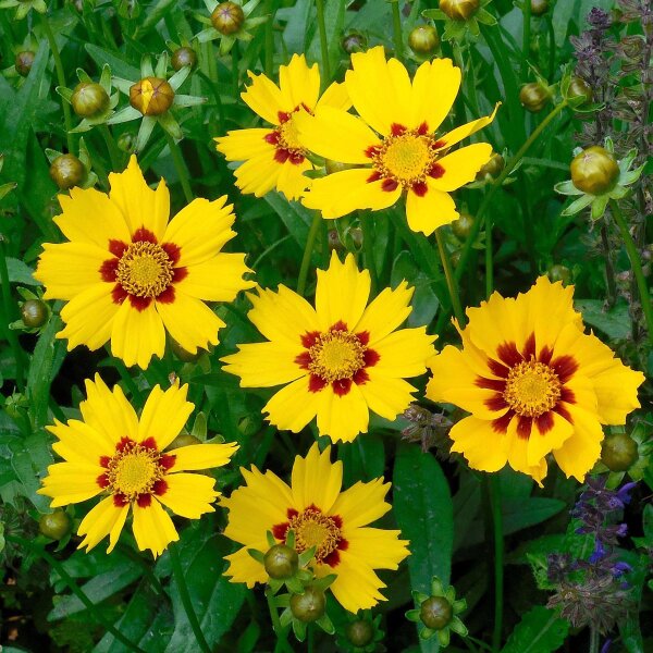 Coréopsis lancéolé  Sterntaler (Coreopsis lanceolata) graines