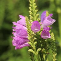 Physostégie de Virginie Rosea (Physostegia virginiana) graines